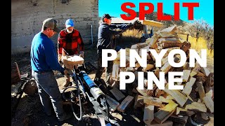 SPLITTING Pinyon Pine in New Mexico for Firewood  553 [upl. by Ycnahc]