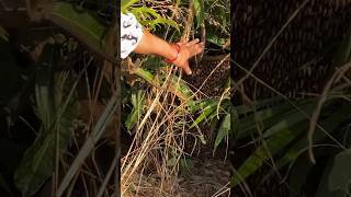 honeybee palakad gardenhoney bee hivebee hive making nature food agriculture [upl. by Eecyaj]