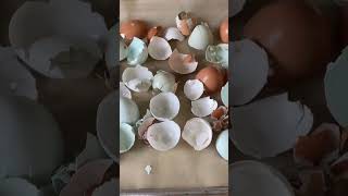 How to make eggshell calcium 🥚💰Money saver￼ shorts [upl. by Ongineb]