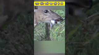 Why Is The Cow Eating The Snake🤔 The Unseen Files  shorts facts [upl. by Oiratnom336]