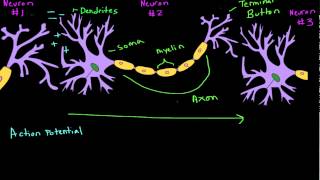 Introduction to Psychology Introduction to Action Potentials [upl. by Elpmid36]