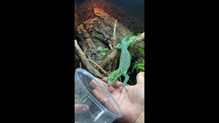 How to train your dragon Taming my green tree monitor lizard Varanus prasinus shorts [upl. by Aluk749]