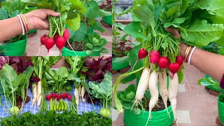 Lovely Harvest From My Terrace Garden  Harvesting Organic Vegetables [upl. by Libys]