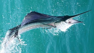 Sailfish at Navarre Beach Pier 41923 [upl. by Neenaj776]