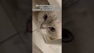 Dia Dias First Day The Shy Cat Chronicles cat kittty funny cutecat catlover hissing 猫 [upl. by Rafaelof]