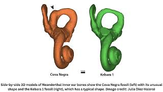 Neanderthals cared for 6yearold with Down syndrome fossil find reveals [upl. by Gaughan844]