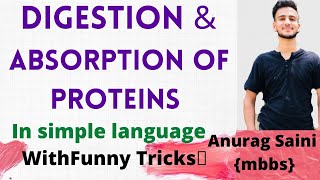 Protein Digestion and Absorption  Simplest Explaination [upl. by Elyak42]