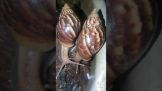 Big snails back of the house snailfish snail shortsvideo shortsfeed shorts [upl. by Nade555]