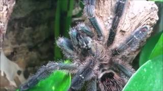 Avicularia diversipes [upl. by Yasnyl]