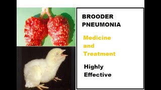 Brooder PneumoniaAspergillosis in Poulltry Medicines for Brooder Pneumonia Dr Rajesh Neupane [upl. by Subocaj]