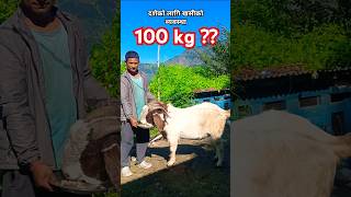 100 KG को खसी । दशै विशेष [upl. by Mel]