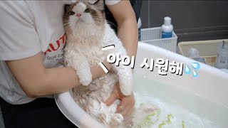 목욕 천재 고양이 🛀 [upl. by Marcella106]