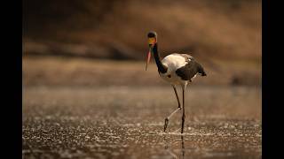 Saddlebilled stork stands trying to swallow catfish [upl. by Nudd]