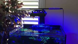 Waterbox marine 602 AI blade coral grow review chalice s Lemon Peel Angel [upl. by Garwin]