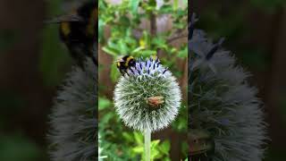 Globe thistle gardening gardeningtips gardeningtip garden gardenscapes gardenideas gardens [upl. by Crescentia]