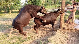 OX Cow Crossing Breeding First Time Breeds [upl. by Oicnerolf514]