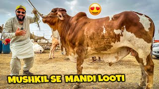 Aj boht mushkil se mandi looti 😂 Ek aur bara janwar lelia Alhamdulillah 🐂 [upl. by Alin601]