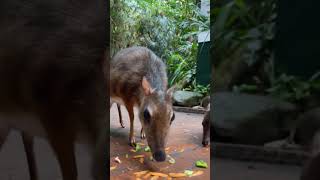 Ever seen a Chevrotain shorts facts mousedeer [upl. by Eddy359]