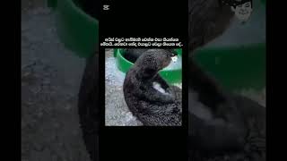 පේනවනේ අයිස් වලට කරන්න පුළුවන් දේ😒💔funny trending millionsviews pets doglover viralreels [upl. by Fineberg]