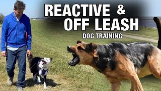 Off Leash Training and How To Handle Reactive Behavior [upl. by Morra]