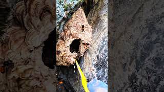 Destroy extremely poisonous wasp nest bee nature [upl. by Zebaj]