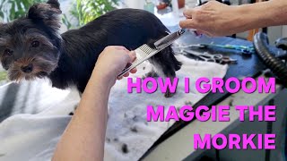 Dog Grooming Morkie Maggie [upl. by Frere779]