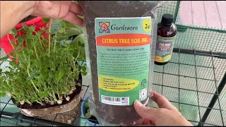 Gardenera Citrus Tree Potting Soil Mix  Honest Gardener Review [upl. by Aisatana]