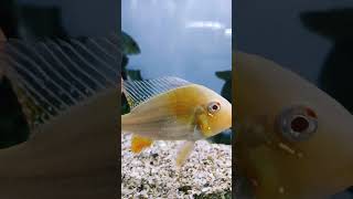 geophagus altifrons  Most beautiful Cichlid fish  geophagus fishkeeping shorts ahmedabad [upl. by Ahsirtal]