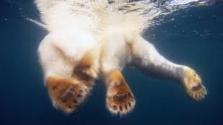 Polar Bear Mom Protects Her Cubs From a Hungry Male [upl. by Carola]