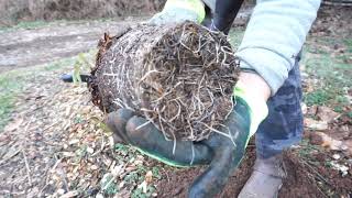 Planting Native Elderberries in Zone 7 [upl. by Roselyn324]