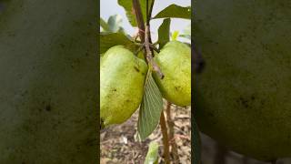 Cutting seedless guava at homeshortsfruitcutting guava [upl. by Leunamesoj]