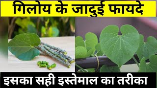 Tinospora Cordifolia  Giloy Ke चमत्कारी Fayde  Benifits of Guduchi  फायदे of Ayurveda [upl. by Pirali]