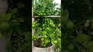 Lemon growing Technic How to grow lemon at home fruitgrowing growth grafting Cruz0225 [upl. by Quiteris]