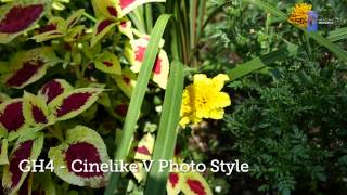 Panasonic GH4  Cinelike Gamma Comparison  1920 x 1080  60p [upl. by Satterfield]