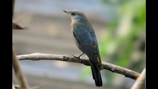 Blue Rock Thrush perched on a dead tree [upl. by Niall219]