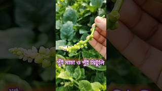 পুঁই মাচা ও পুঁই শাক nature shortsfeed vegetables shortsviral [upl. by Nnylyma]