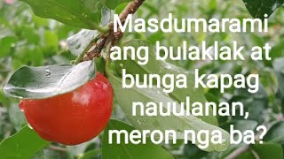 Ano ang epekto ng ulan sa Acerola cherry [upl. by Shlomo]