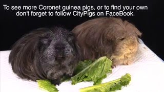 Coronet Guinea Pig information [upl. by Htiek]