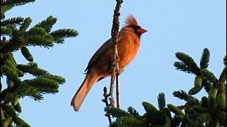 Oiseaux du Québec chants et cris 4  Birds songs and calls 4 [upl. by Torrey]