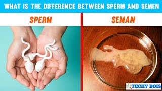 difference between sperm and semen [upl. by Aroc634]