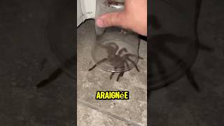 Voici pourquoi il ne faut jamais écraser une araignée 😨 [upl. by Ailecra]