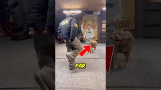 Chien militaire montre ses talents 🤯 [upl. by Melony]