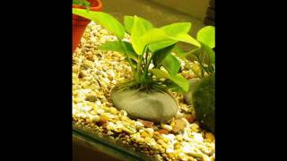 ANUBIAS GROWTH 3 DAYS TIME LAPSE [upl. by Trici685]