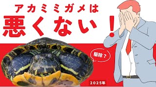 【注意】絶滅するのか ニホンイシガメ 悪いのはアカミミガメじゃない！「絶滅寸前！？ニホンイシガメの保護と未来を考える ② 」声：千代澤英亮 [upl. by Mischa]