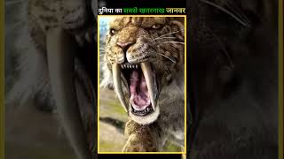 दुनिया का सबसे खतरनाक जानवर 😱 Saber Tooth Cat [upl. by Niai191]