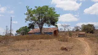 Esse sítio e no agreste da Paraíba tem muitas criaçãodiaadia [upl. by Maureene810]