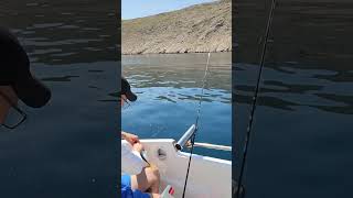 panula za zubaca dentex trolling sabikifishingcroatia [upl. by Yzmar995]