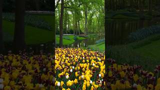 Holland Tulip Gardens shorts shortsfeed [upl. by Eramat]