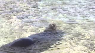 Monk Seal Vocalization Juvenile Male [upl. by Munt938]