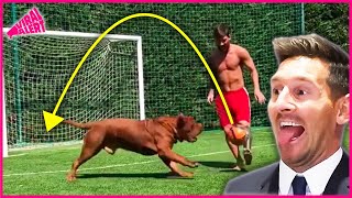 The best videos of animals playing football [upl. by Jeffie]